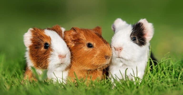 Debunking Myths: Can You Get Sick from Kissing a Guinea Pig?