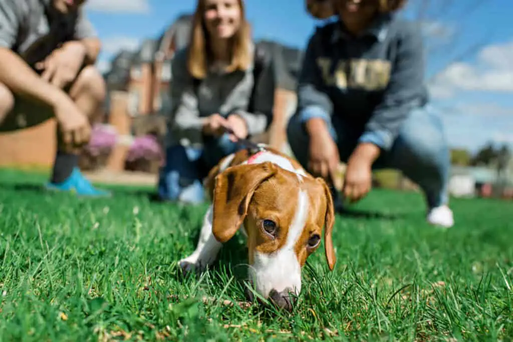 PetFriendly Colleges The Pros and Cons of Bringing Your Guinea Pig to