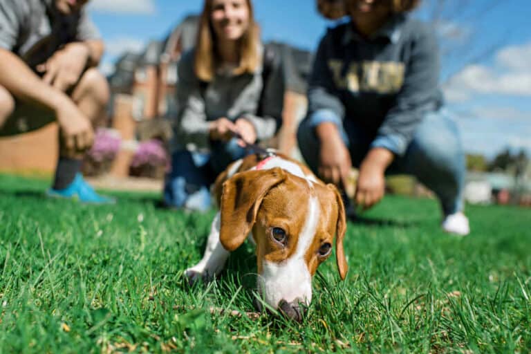 Pet-Friendly Colleges: The Pros and Cons of Bringing Your Guinea Pig to College