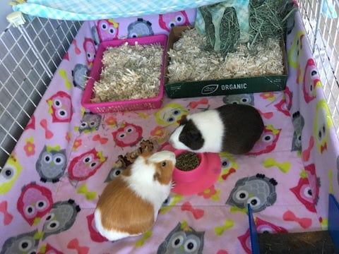 Puppy Pads vs. Traditional Bedding for Guinea Pig Cages