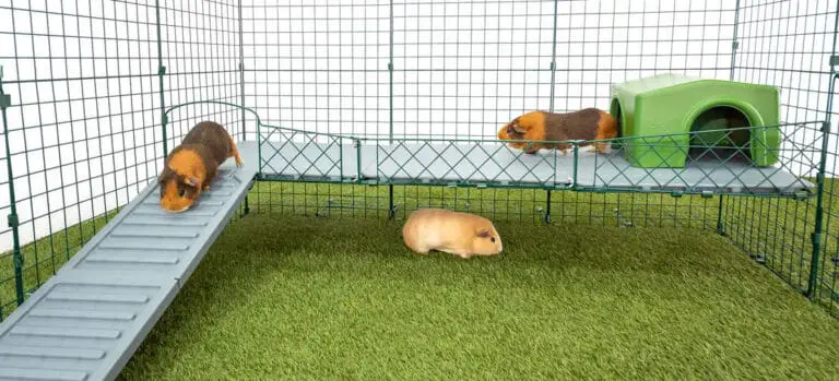 The Do’s and Don’ts of Using a Dog Cage for Your Guinea Pig
