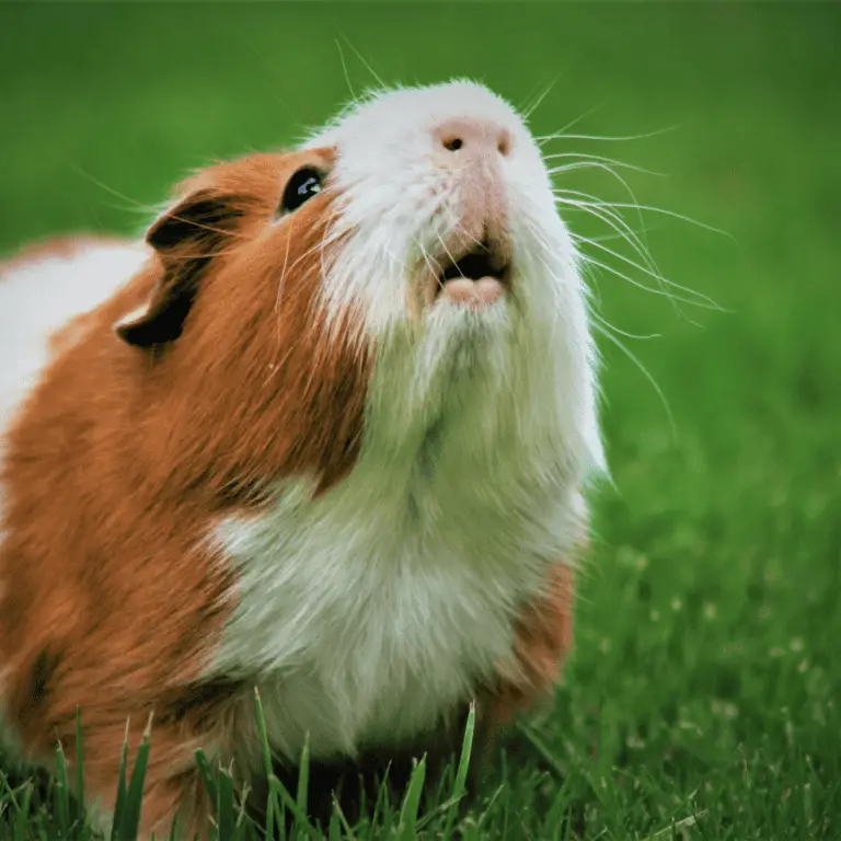 The Sniffing Masters: Unveiling the Remarkable Sense of Smell in Guinea Pigs