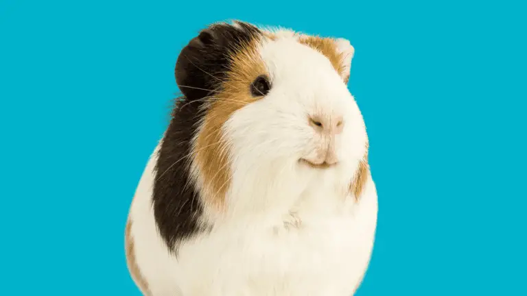 The Truth About Guinea Pig Urine Stains: Can They be Removed?