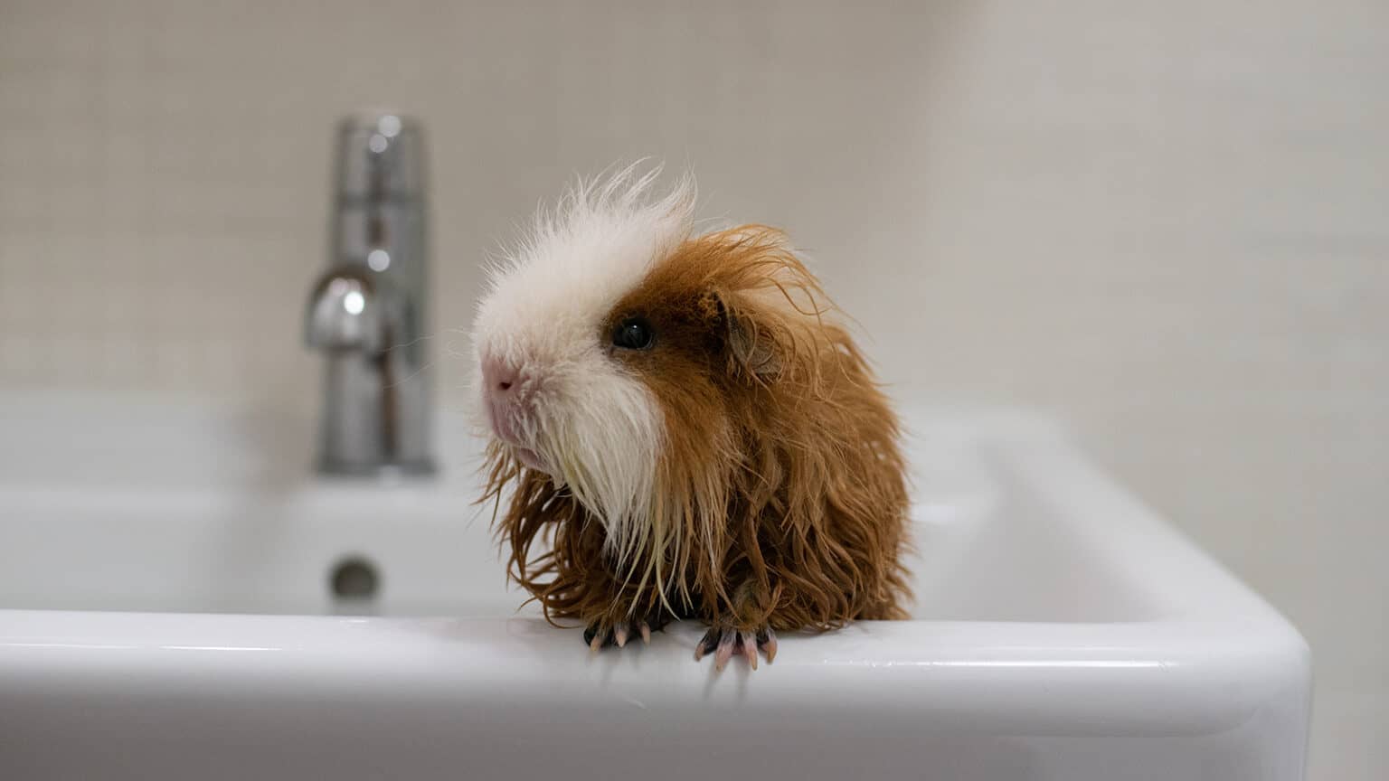 The Safest Way to Wash Your Guinea Pig with Dawn Small Mates