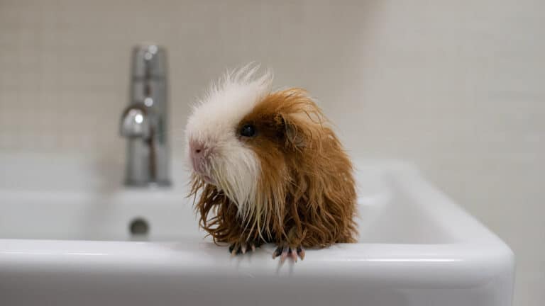 The Safest Way to Wash Your Guinea Pig with Dawn
