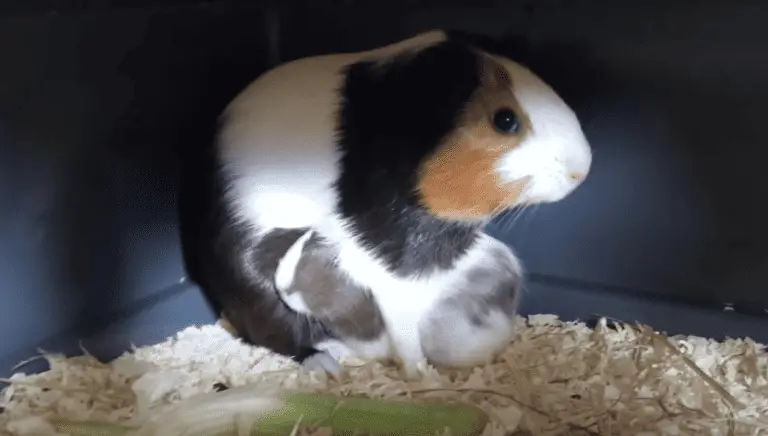 The Science Behind Pregnancy Weight Gain in Guinea Pigs: How Much is Normal?
