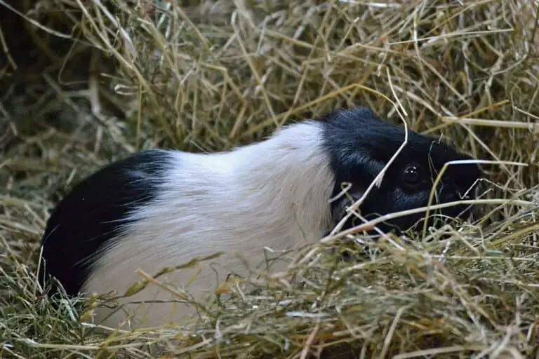 Maintaining Hygiene and Comfort: A Guide to Frequency of Changing Guinea Pig Bedding