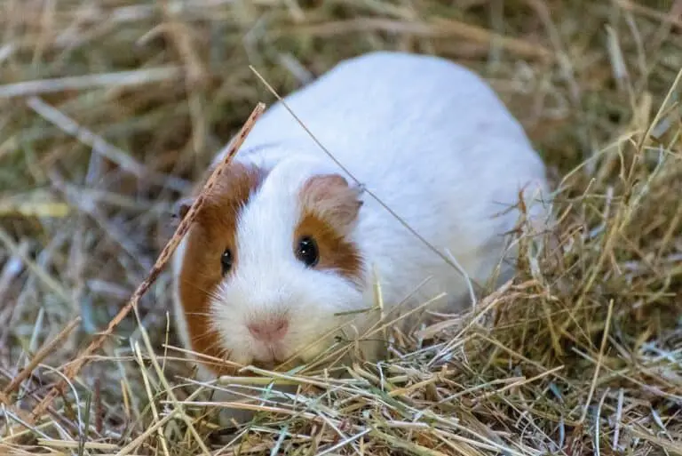 The Importance of Hay for Guinea Pigs: Can They Survive a Day Without It?