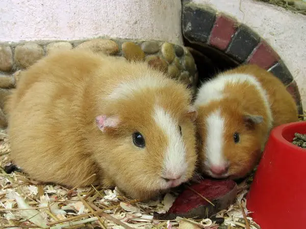 How Many Guinea Pigs Are in a Litter