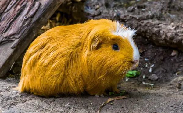 What Time of Day Are Guinea Pigs Most Active?