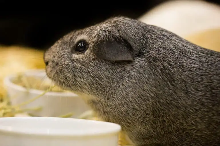 Why Do Guinea Pigs Chatter Their Teeth