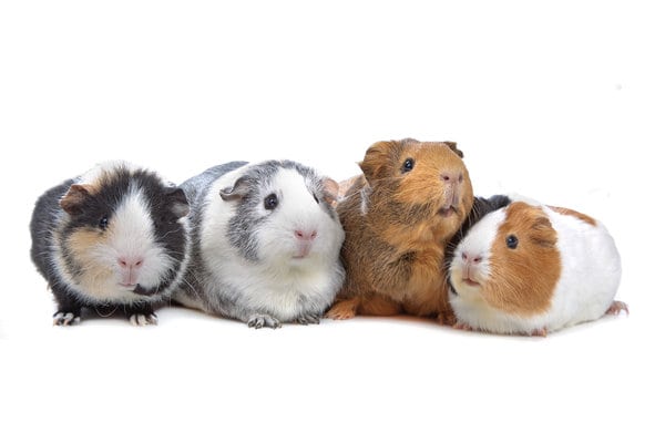 How Many Babies Can a Guinea Pig Have