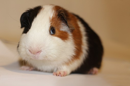 Can Guinea Pigs Get COVID-19? An In-Depth Look