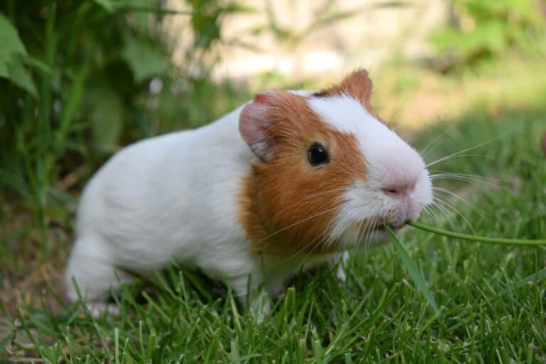 Are Guinea Pigs Easy to Take Care of