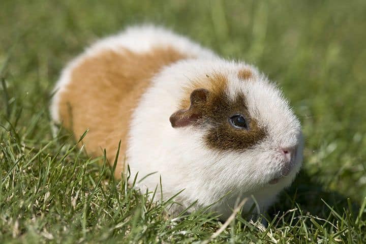The Comprehensive Guide to Rex Guinea Pigs