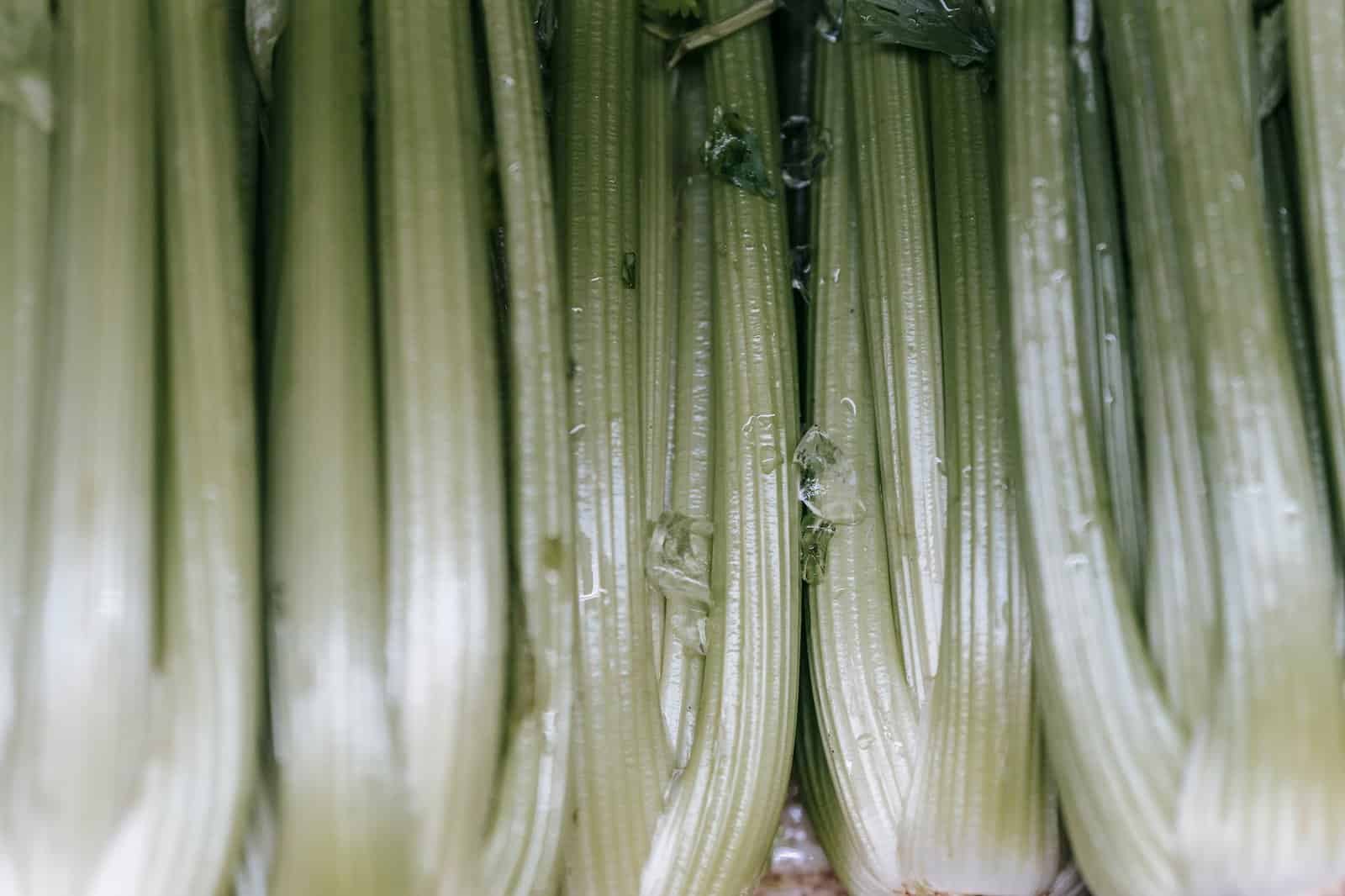 Backdrop of raw celery with wavy leaves and thick green stems in shiny light