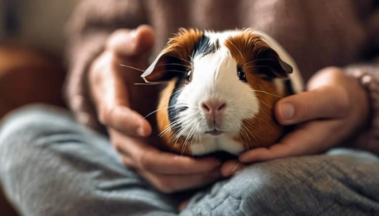 Do Guinea Pigs Really Like Being Held?