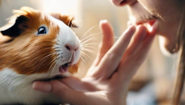 Guinea Pig Licks You: What Does It Mean and How to Respond