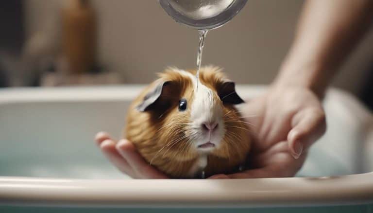 How to Bathe Guinea Pigs: A Step-by-Step Guide for You