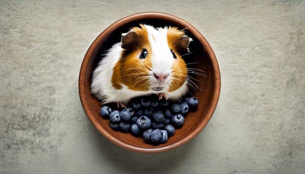observing guinea pig s diet