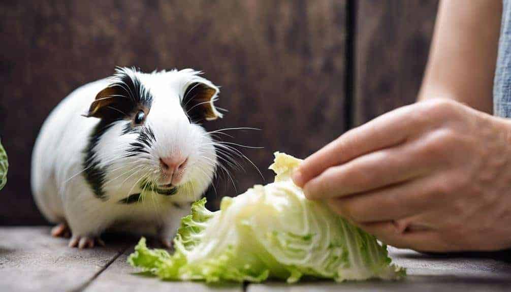 cabbage impact on guinea pigs