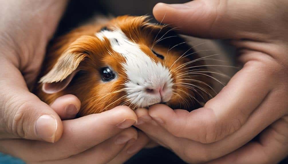 guinea pig health care